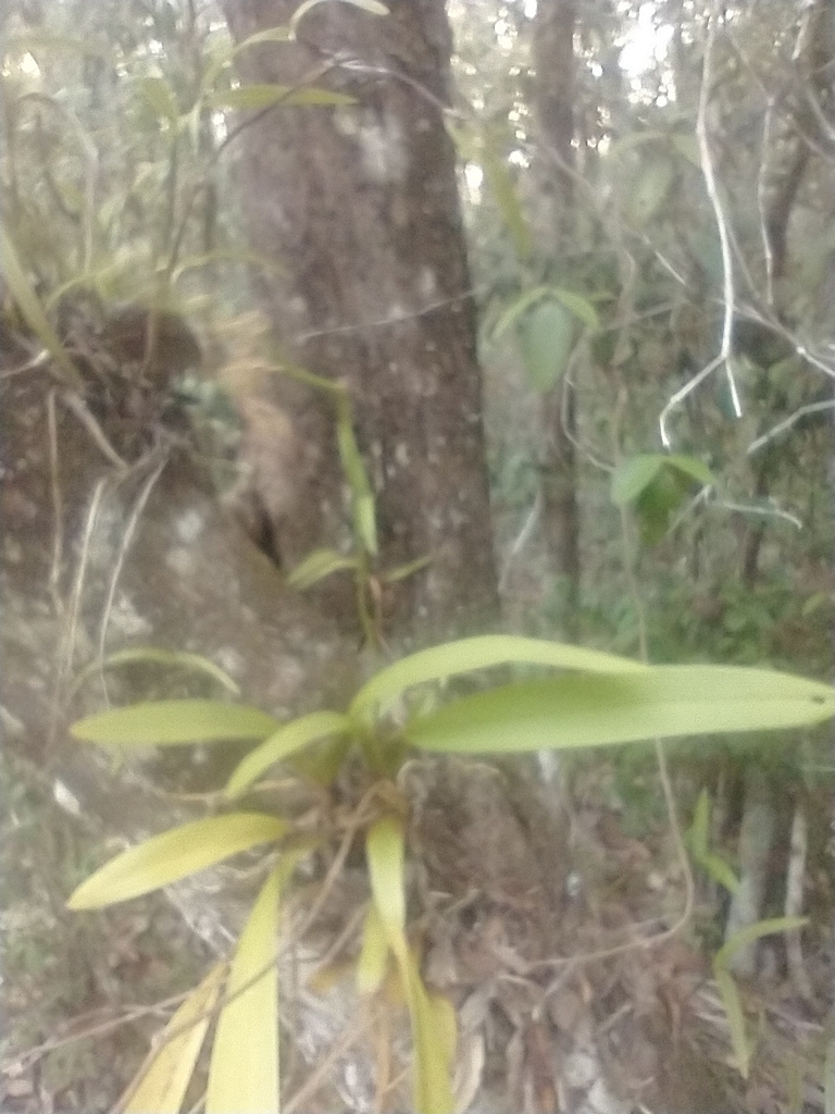 Brassia maculata