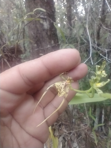 Brassia maculata, photograph 2