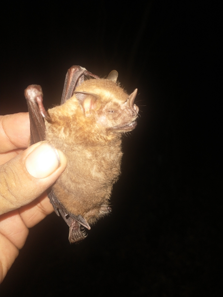 Intermediate Fruit-eating Bat (Artibeus intermedius)