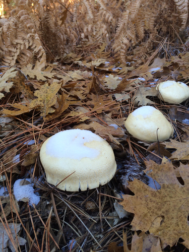 iNaturalist observation photo of Mushrooms, Bracket Fungi, Puffballs, and Allies