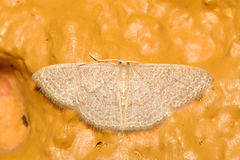 Pleuroprucha