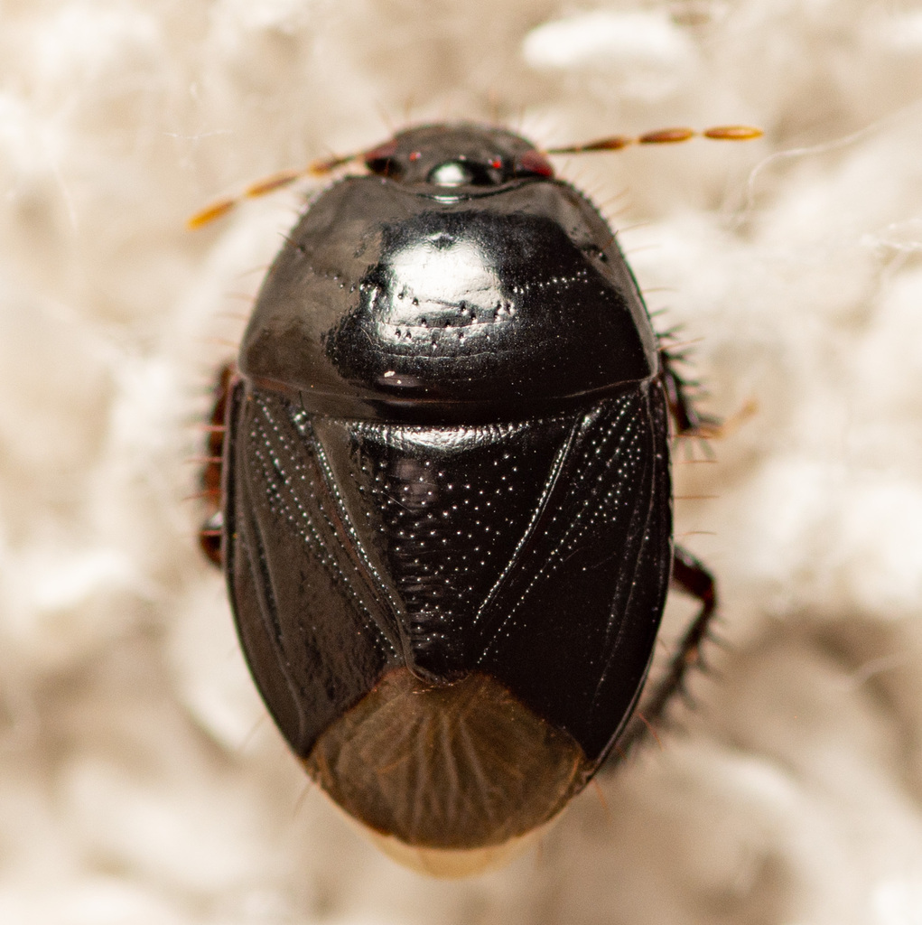 Peanut Burrower Bug