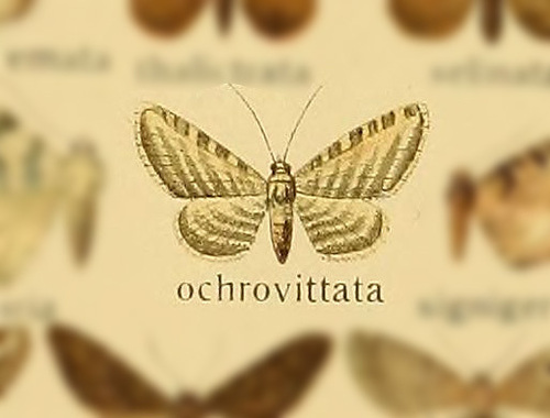 Eupithecia ochrovittata