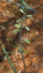 Albuca glauca