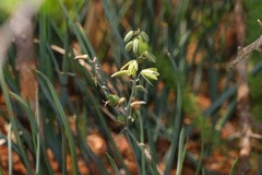 Albuca glauca