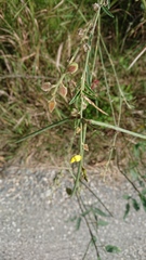 Crotalaria linifolia