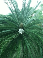 Dioon