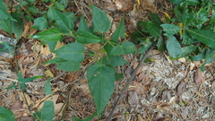 Mallotus repandus