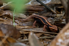 Hoanglien Mountain Crocodile Newt photo 1