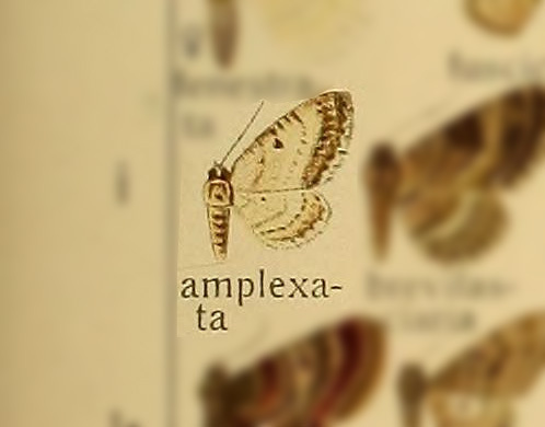 Eupithecia amplexata