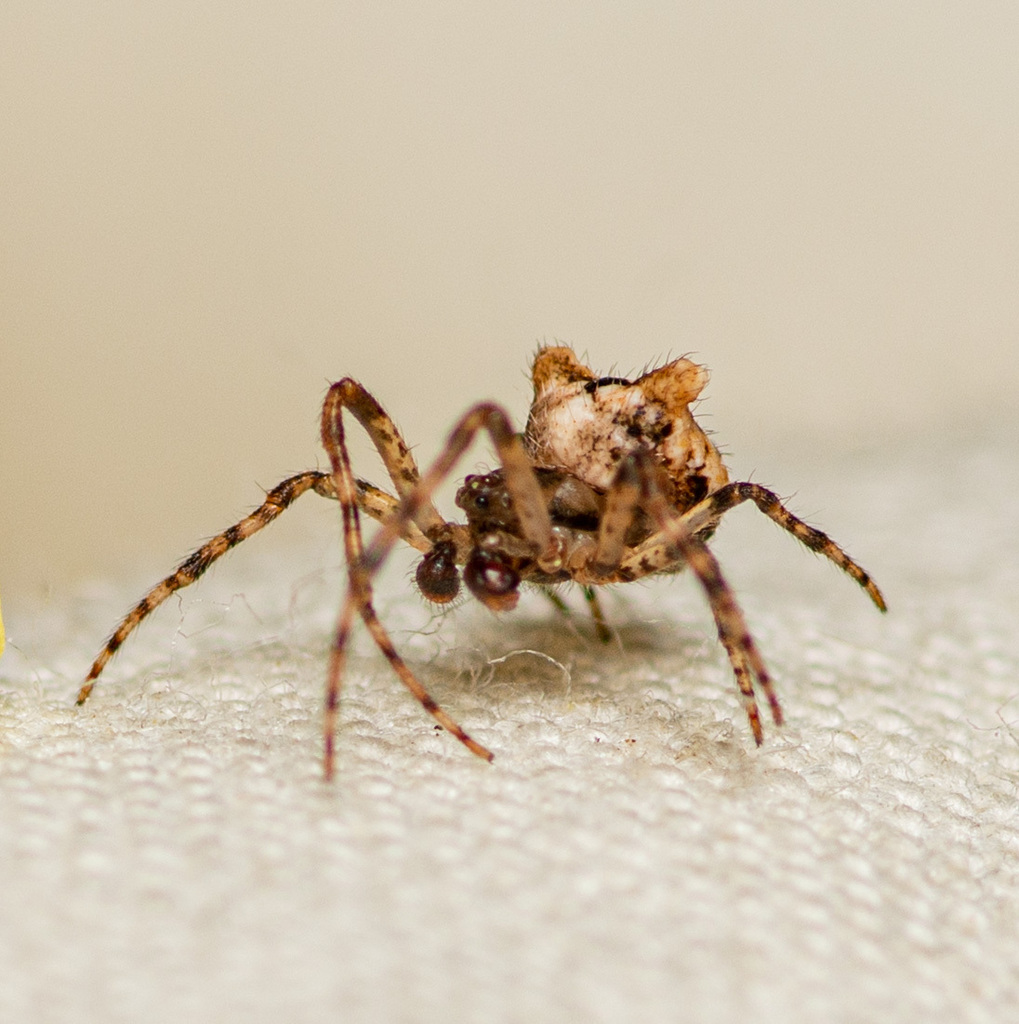 Frilled Orbweaver