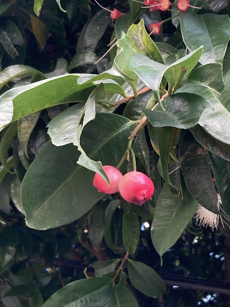 Syzygium tripinnatum