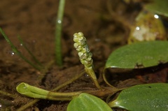 Potamogeton diversifolius