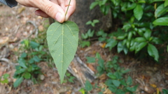 Mallotus repandus