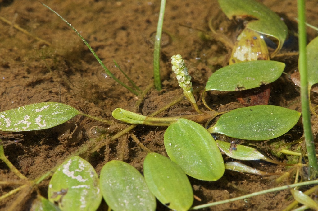 diverse-leaved pondweed