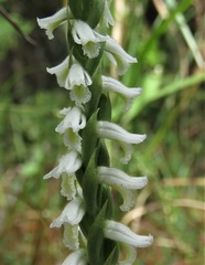 Spiranthes triloba