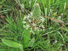 Lace Flower (Schizocarphus)