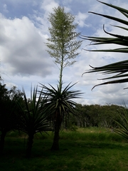 Furcraea macdougallii
