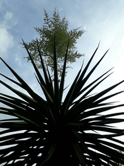 Furcraea macdougallii