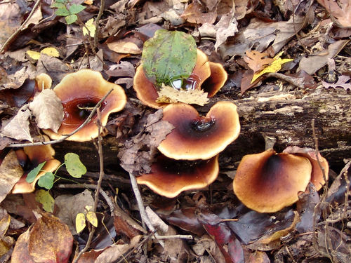 Bay Polypore (Picipes badius)