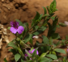 Polygala amatymbica