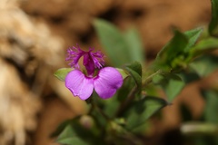 Polygala amatymbica