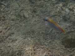 Halichoeres scapularis