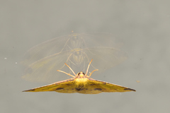 Periclina apricaria
