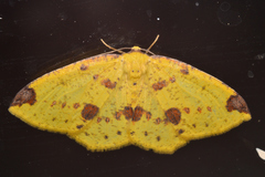 Periclina apricaria