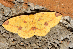 Periclina apricaria