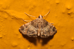 Usingeriessa