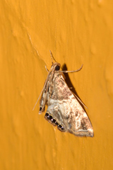 Usingeriessa