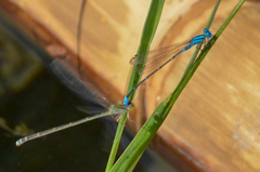 Pseudagrion microcephalum