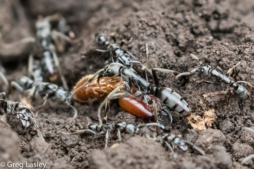 Matabele Ant
