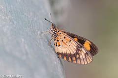 Acraea acerata
