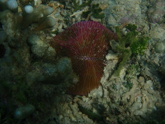 Fungia fungites