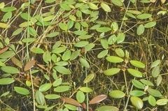 Potamogeton diversifolius