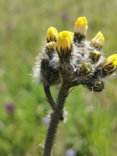 Hawkweed (Pilosella cymosa)