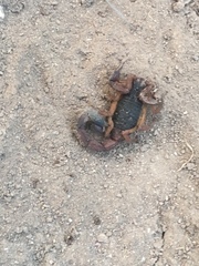 Centruroides edwardsii