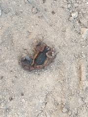 Centruroides edwardsii