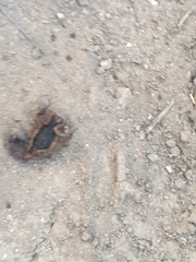 Centruroides edwardsii