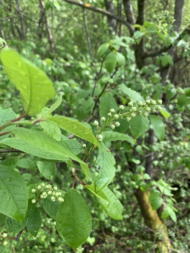 Čremcha obyčajná (Prunus padus)