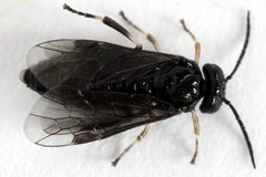 Caliroa annulipes