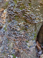 Trametes versicolor image