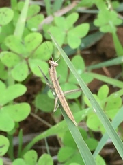 Apteromantis aptera
