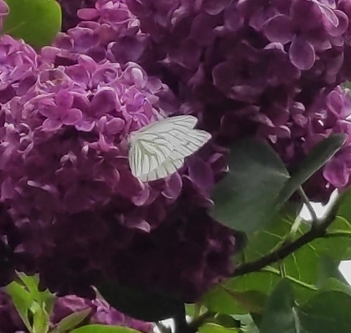 Pieris napi
