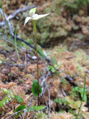 Adenochilus gracilis