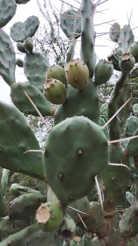 Image of Opuntia elata by no rights reserved