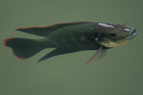 Mozambique Tilapia