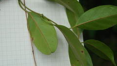 Urceola rosea